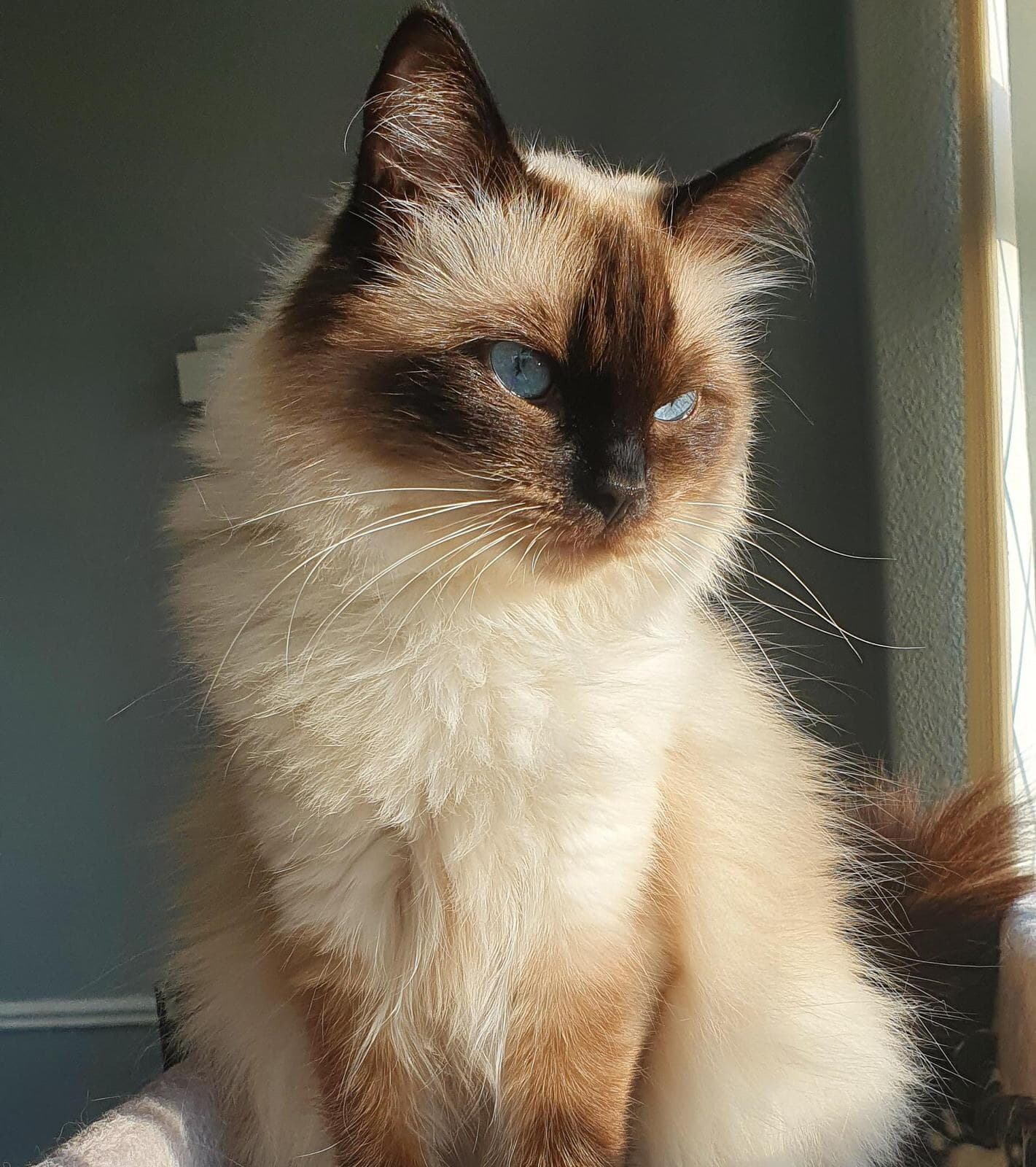 Jasmine, Seal Point Ragdoll queen, MoonLight Ragdolls Queens NY