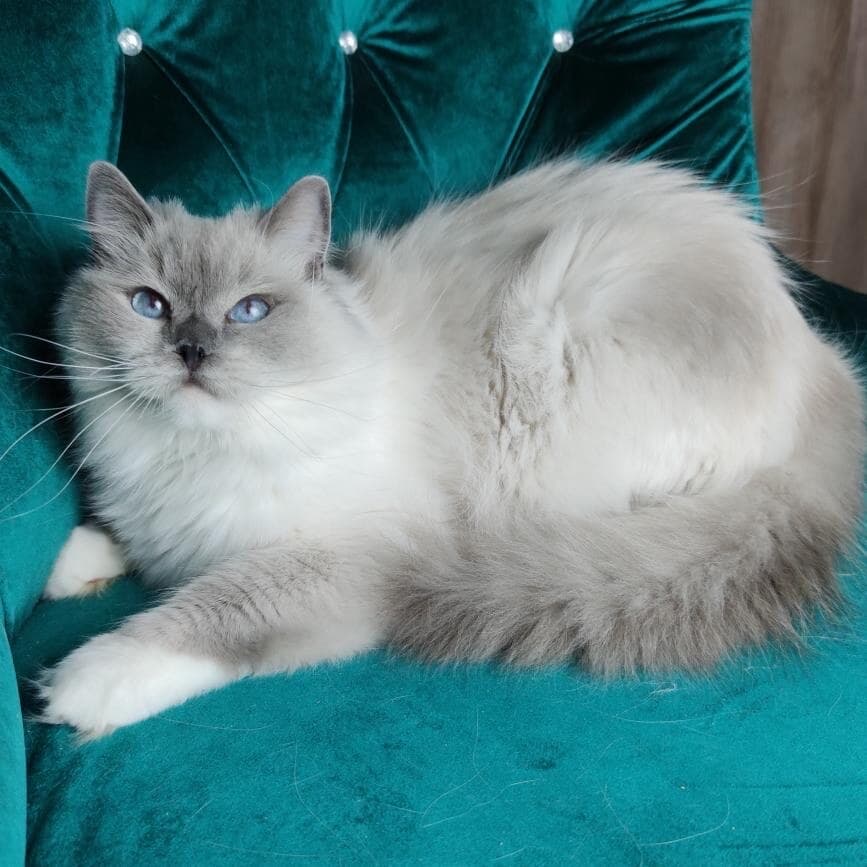 Daisy, Blue Bicolor Ragdoll queen, MoonLight Ragdolls Queens NY