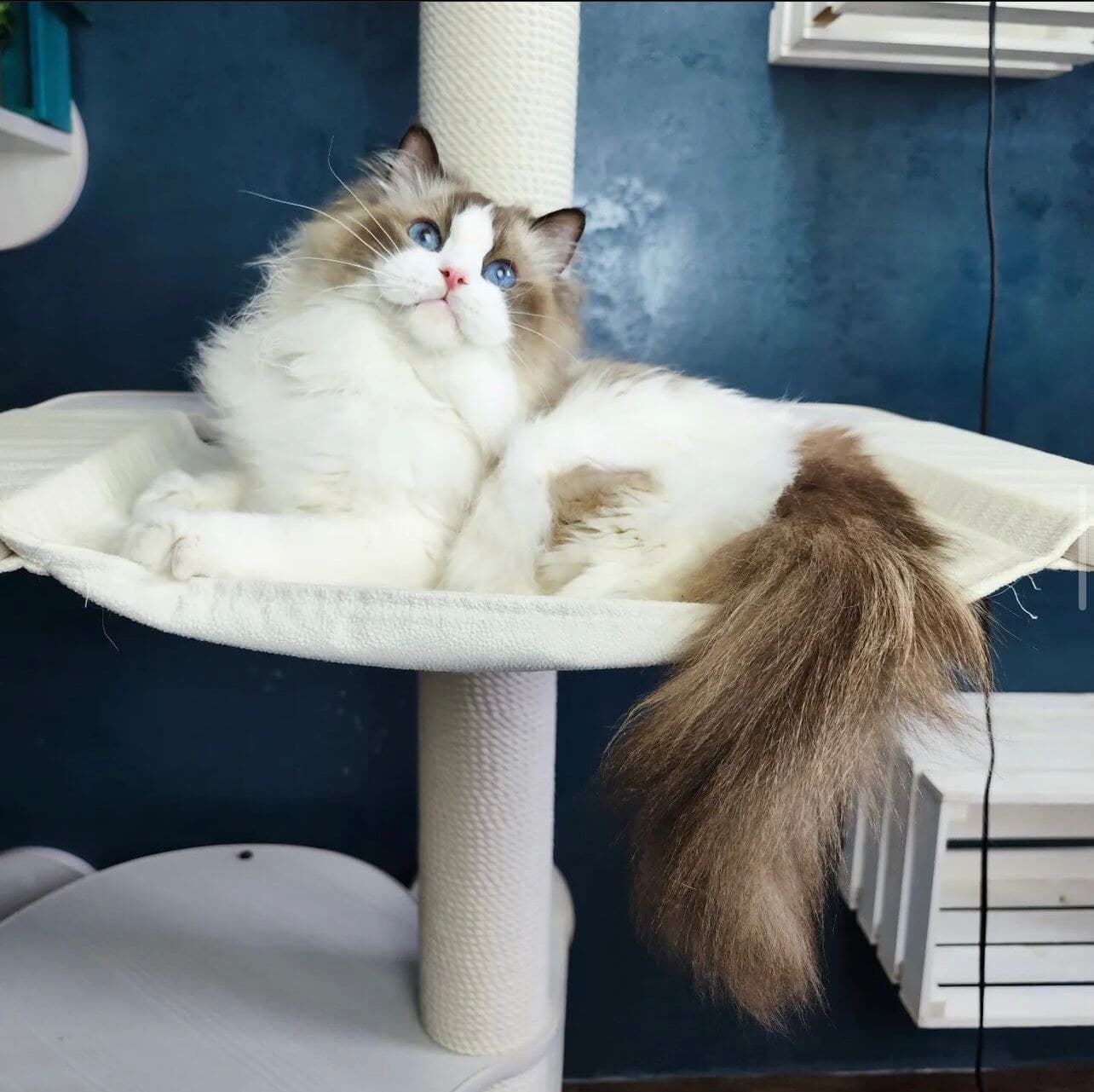 Eliza, Seal Bicolor Ragdoll queen, MoonLight Ragdolls Queens NY