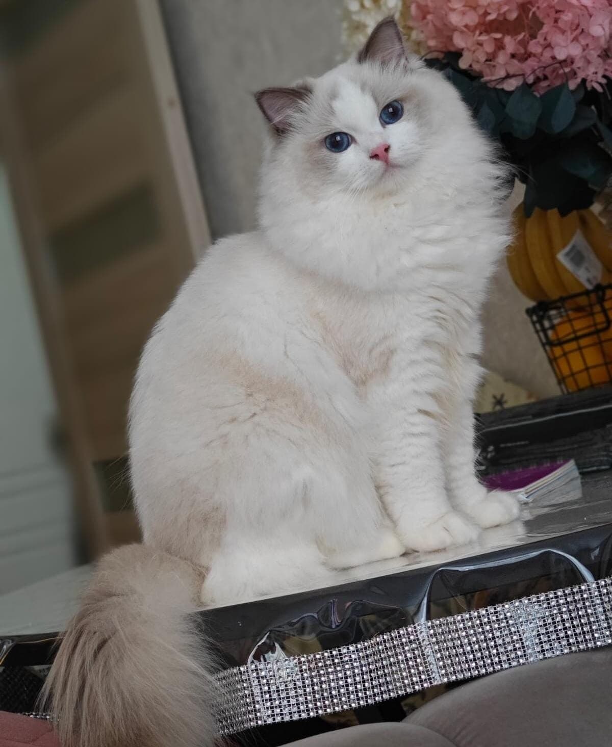 Honey Luna, Blue Bicolor Ragdoll queen, MoonLight Ragdolls Queens NY