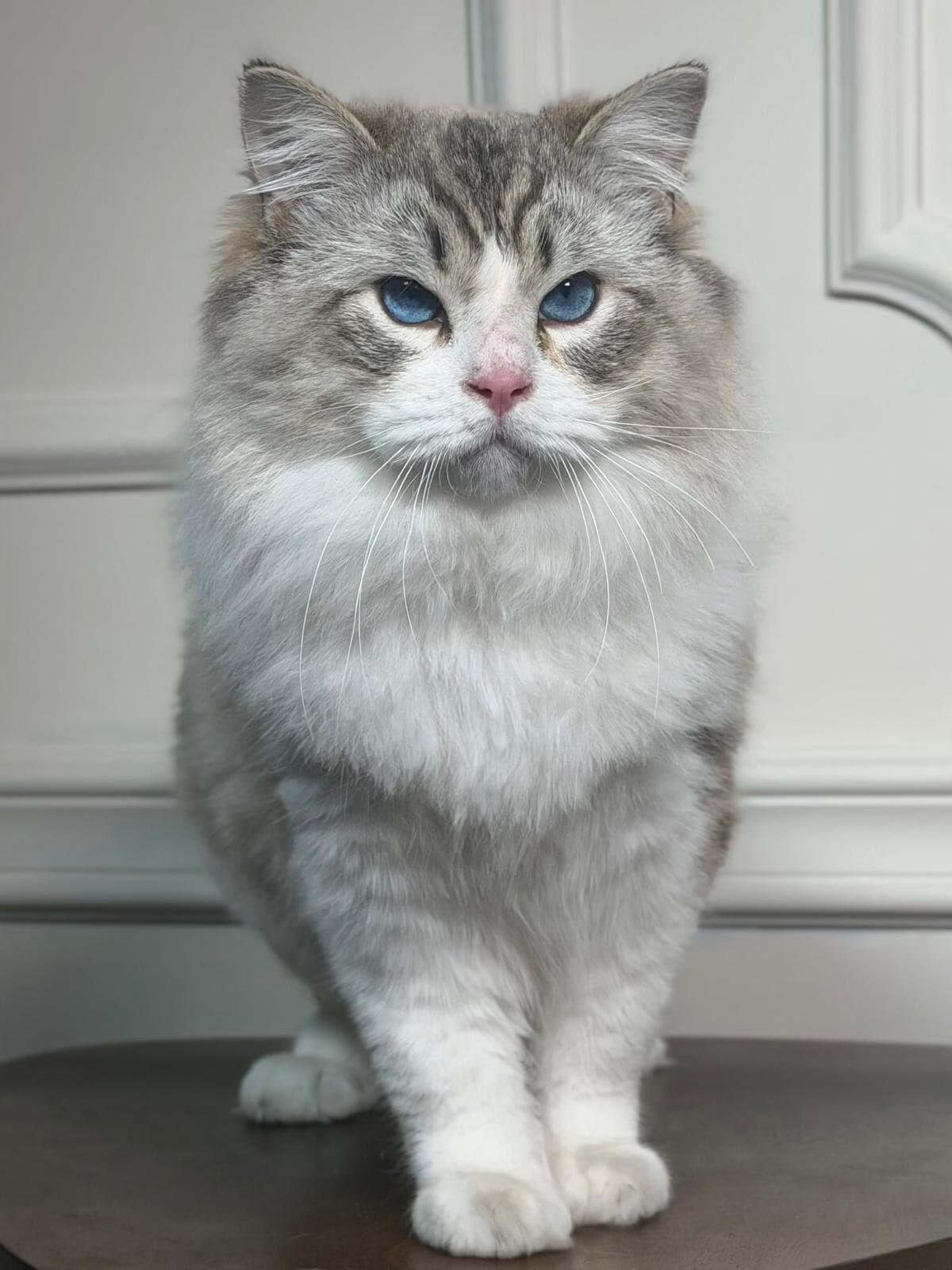 King, Seal Lynx Bicolor Ragdoll king, MoonLight Ragdolls Queens NY