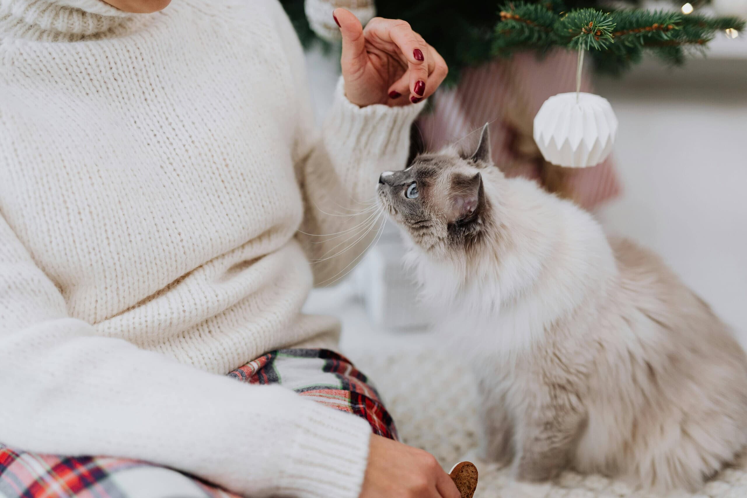 Portrait of a Ragdoll cat — Ragdoll cat at MoonLight Ragdolls, Queens NY