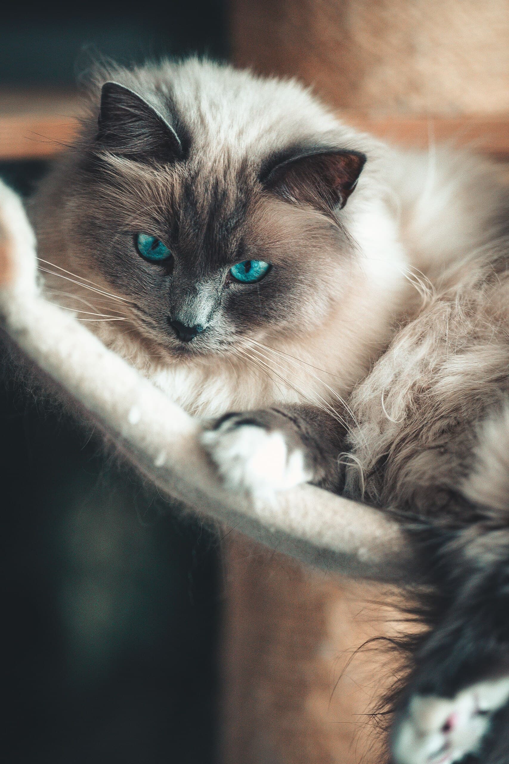 Blue point Ragdoll cat with striking blue eyes resting on a cat tree